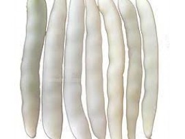 Umay Beyaz Barbunya Tohumu 2 kg